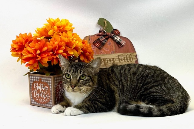 Enlarge Paige, a Adoptable mixed breed in Kerrville, TX image 1/1