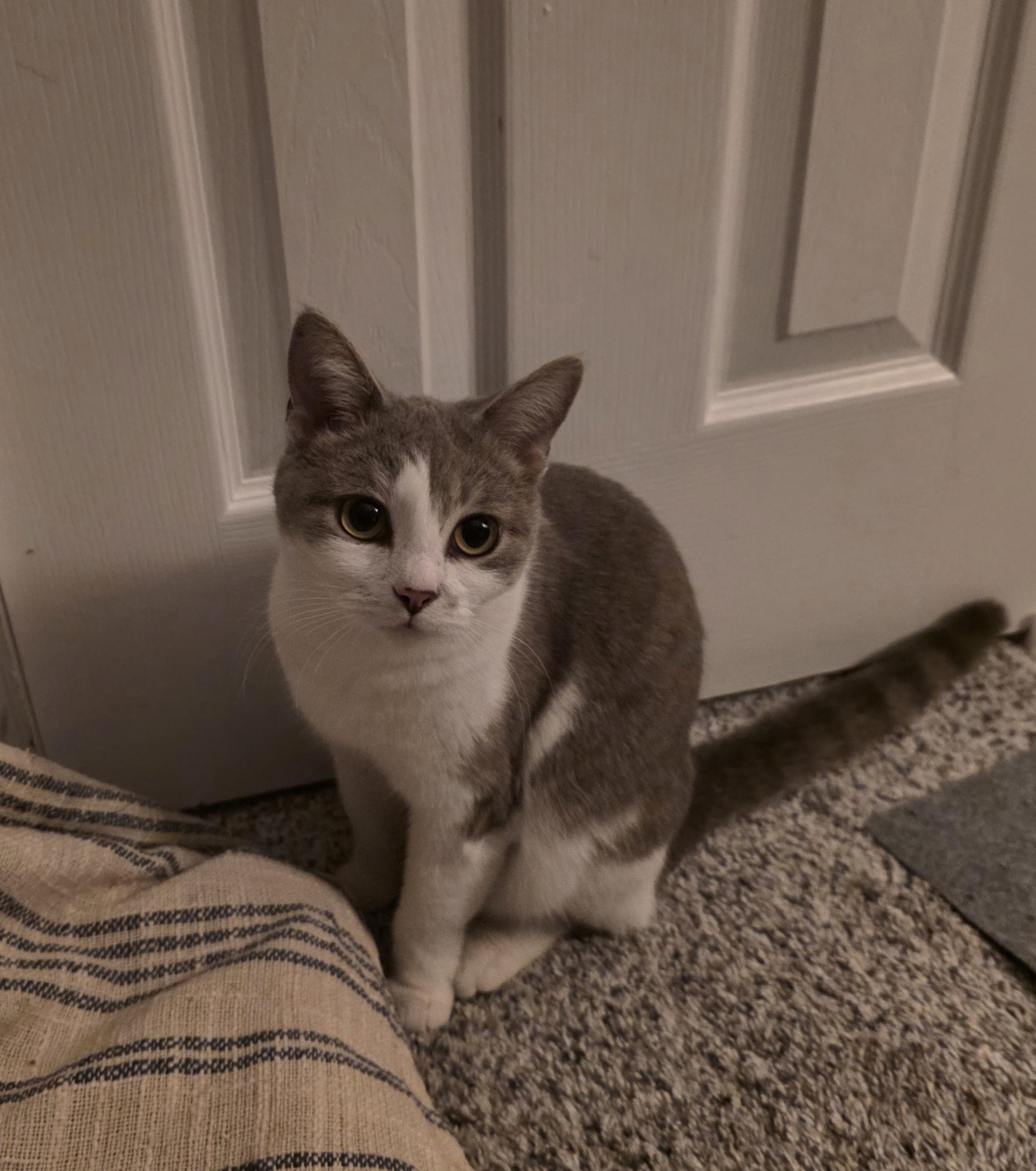 Enlarge Hugs, a Adoptable Domestic Short Hair in Bethel Park, PA image 1/4