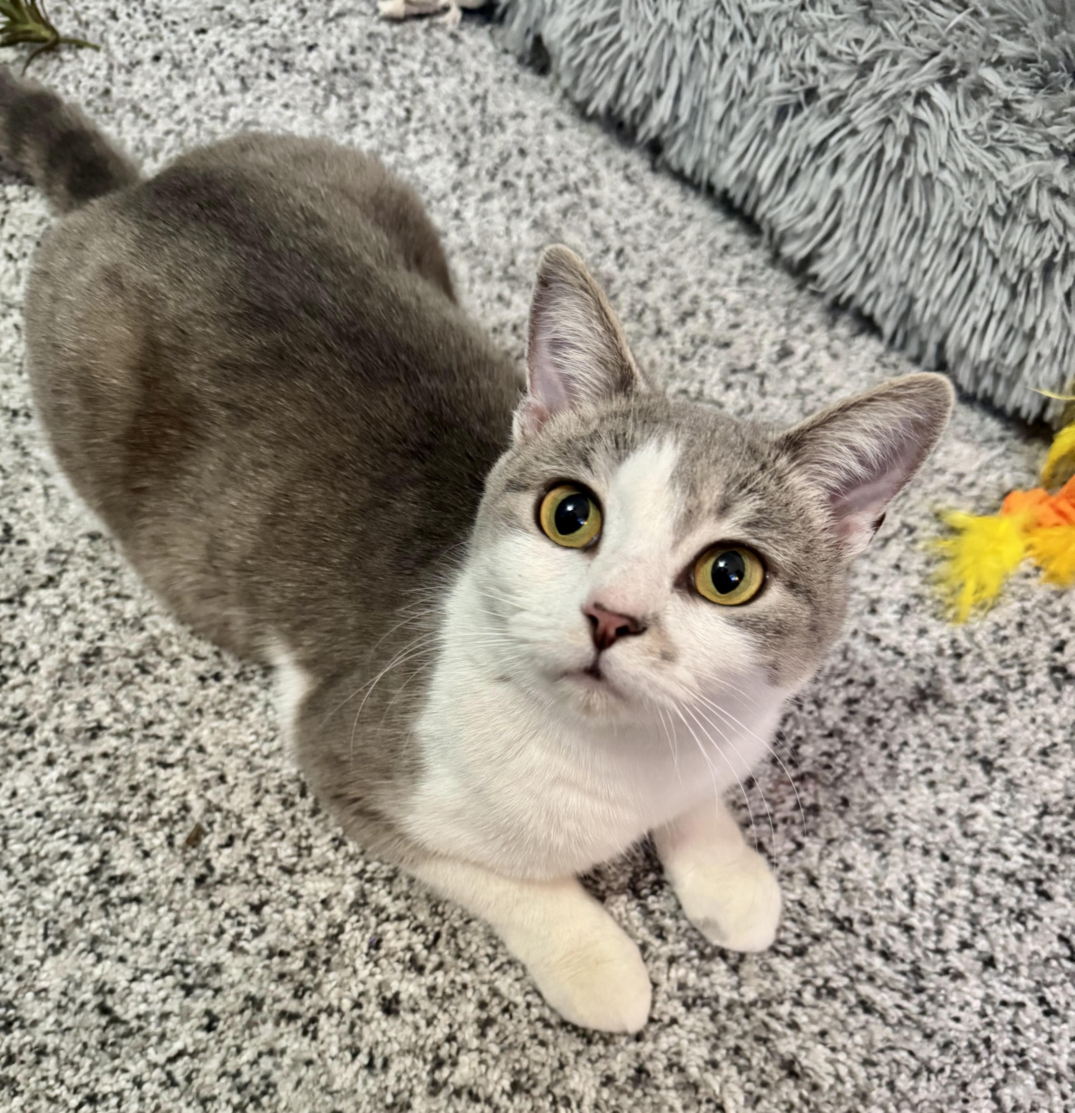 Enlarge Hugs, a Adoptable Domestic Short Hair in Bethel Park, PA image 2/4