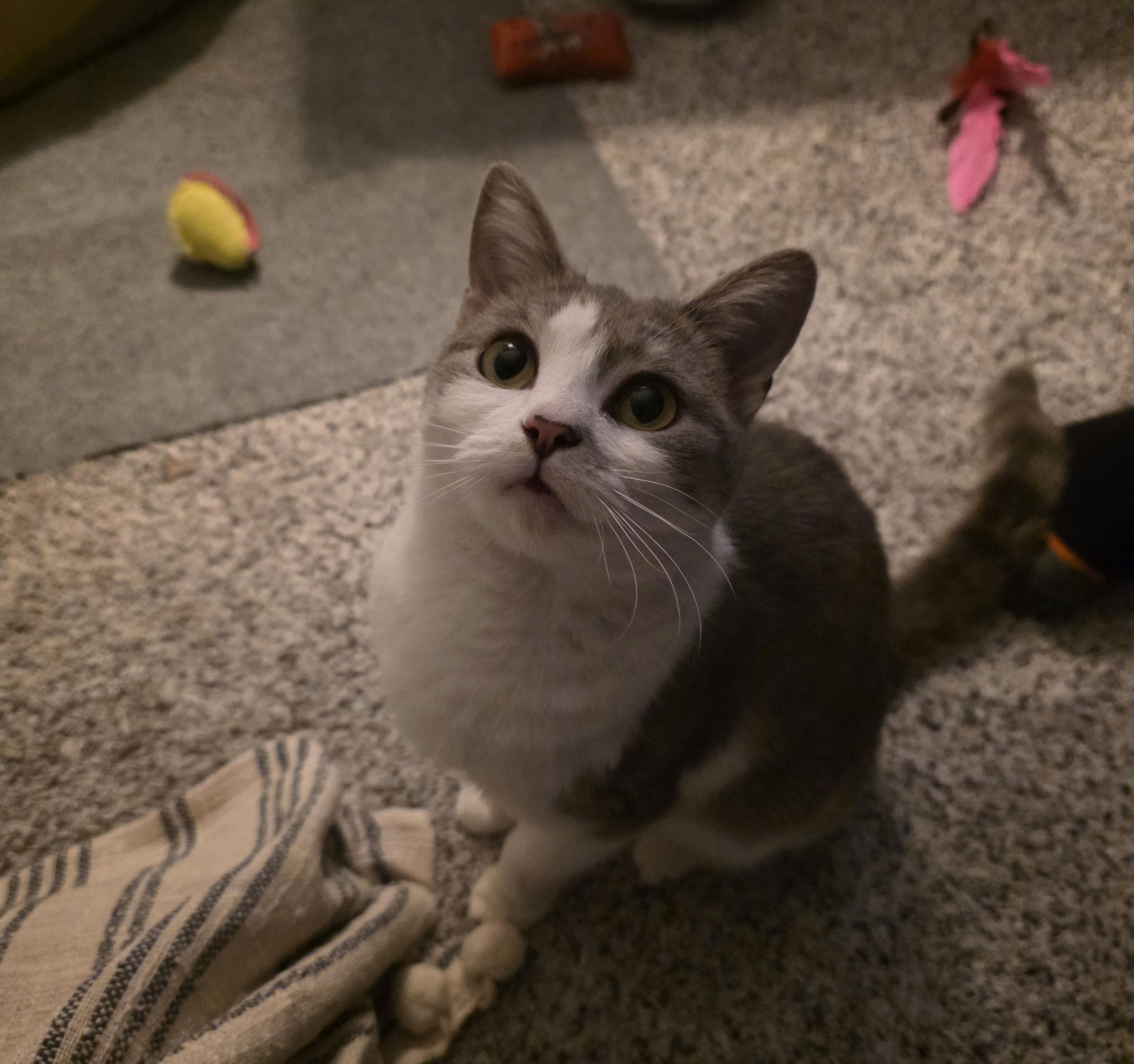 Enlarge Hugs, a Adoptable Domestic Short Hair in Bethel Park, PA image 3/4