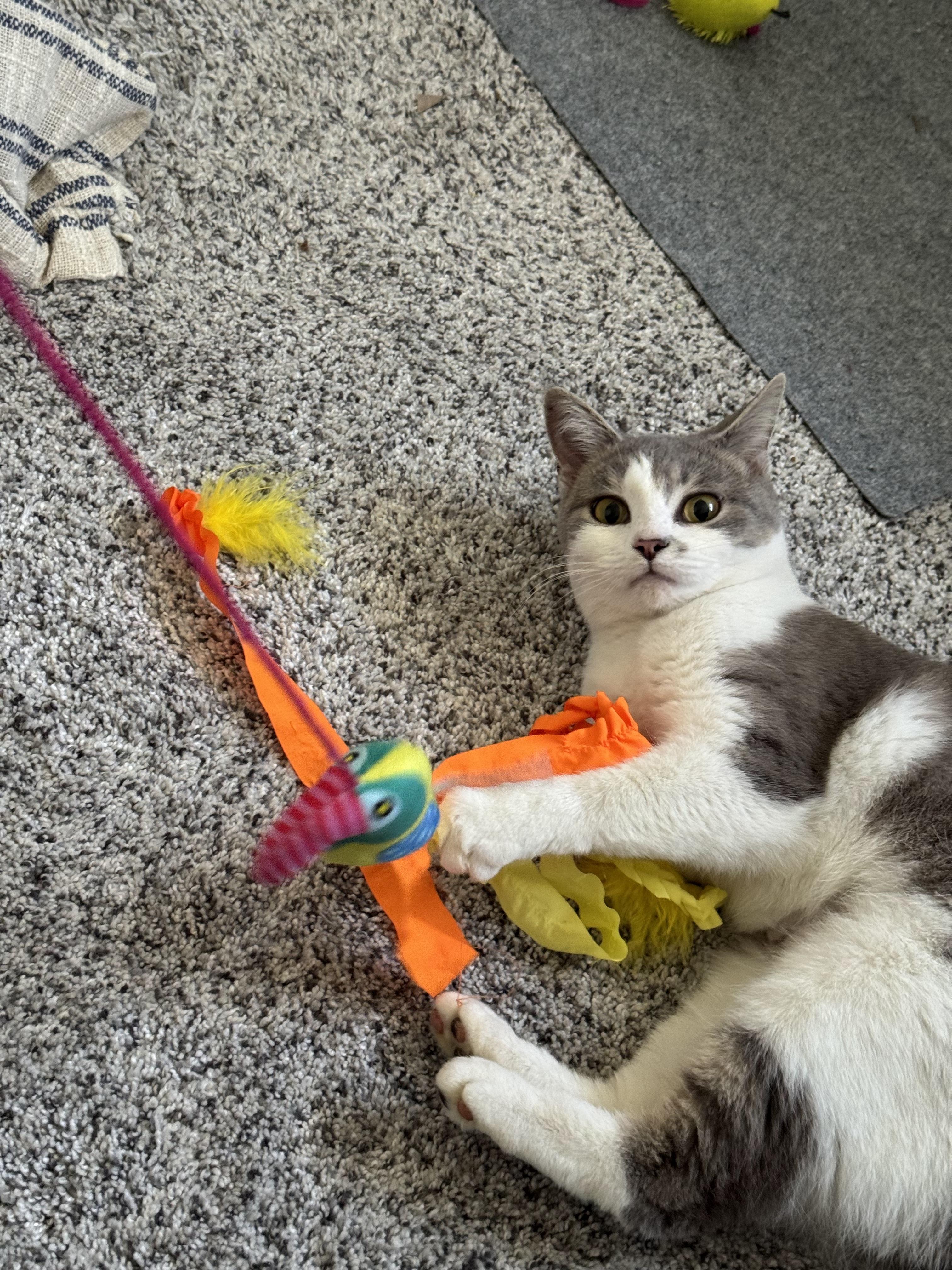 Enlarge Hugs, a Adoptable Domestic Short Hair in Bethel Park, PA image 4/4