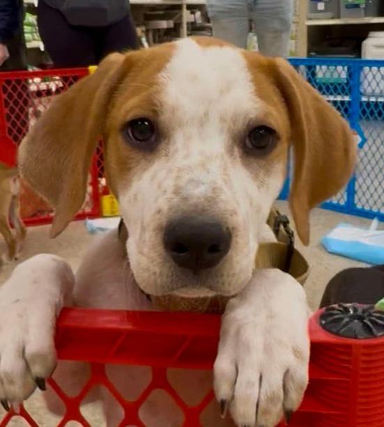 Jade (Mira’s Munchkins 2026), Adoptable, Puppy Female Hound & Pit Bull Terrier.