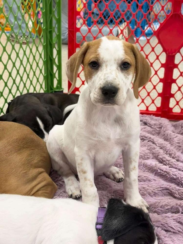 Jade (Mira’s Munchkins 2026), Adoptable, Puppy Female Hound & Pit Bull Terrier.
