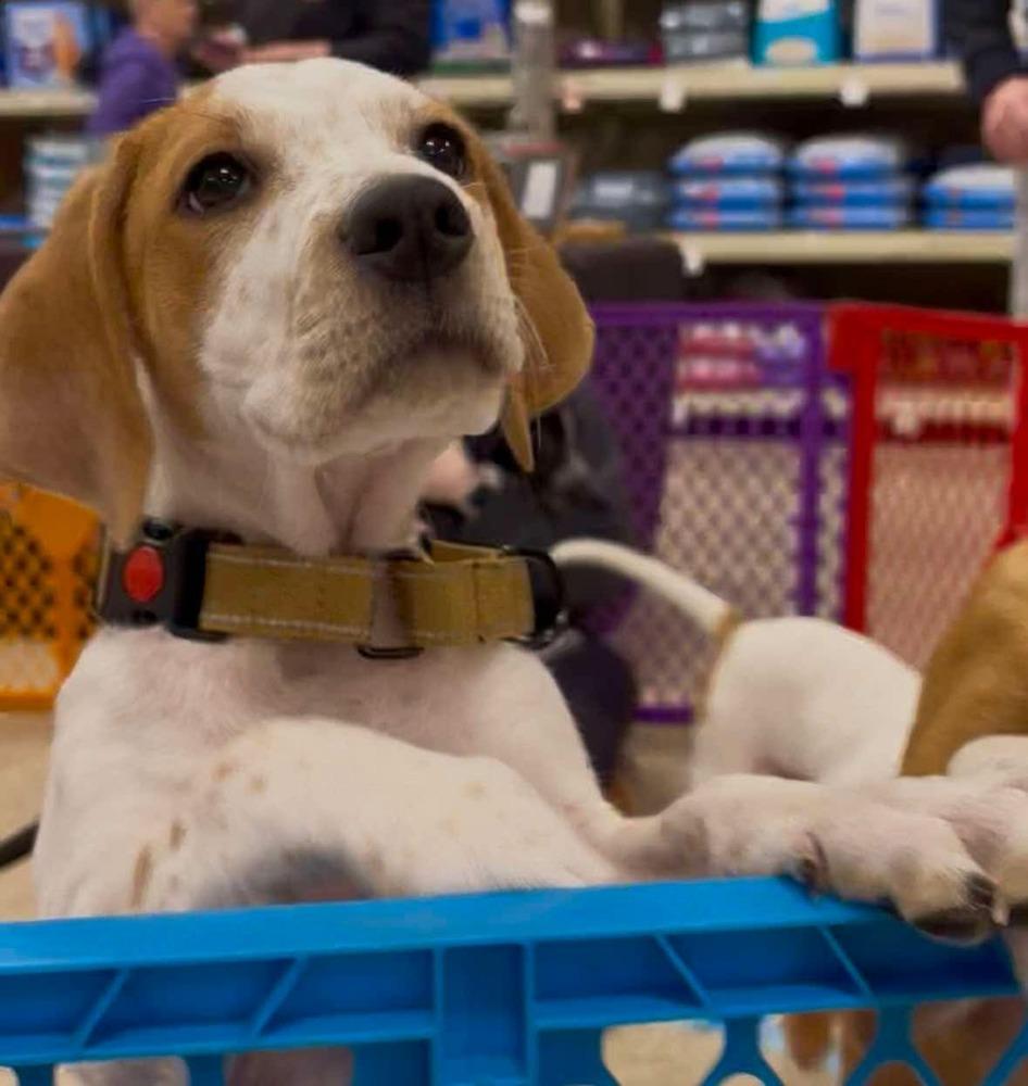 Jade (Mira’s Munchkins 2026), a Adoptable mixed breed in Wenonah, NJ image 2/3