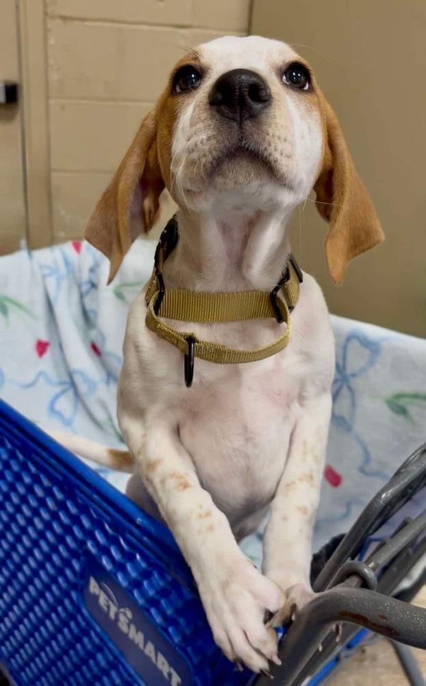 Jade (Mira’s Munchkins 2026), a Adoptable mixed breed in Wenonah, NJ image 3/3