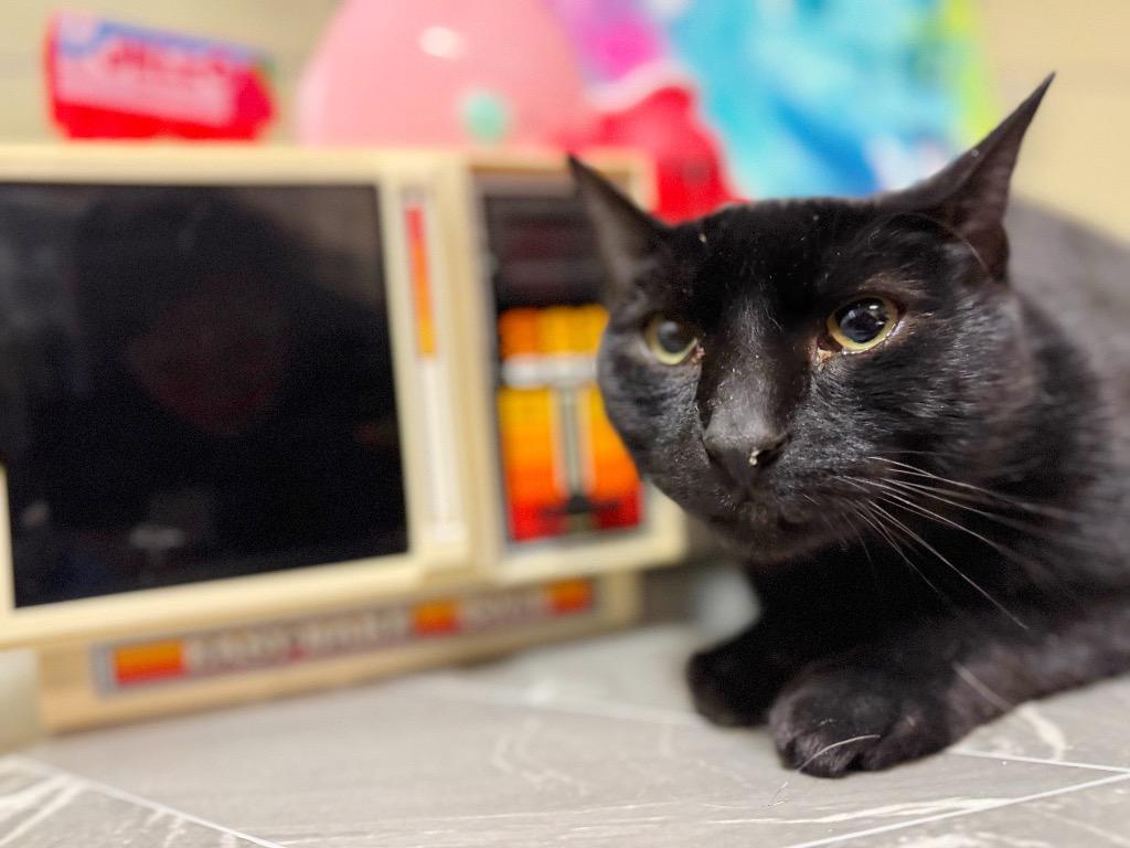 Fridge, Adoptable, Adult Male Domestic Short Hair.