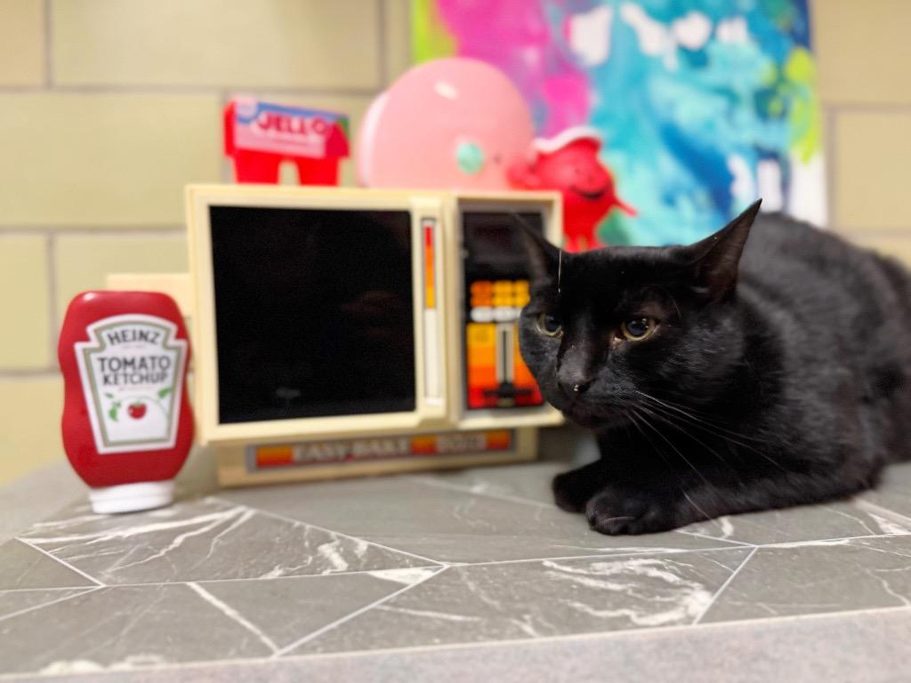 Enlarge Fridge, a Adoptable mixed breed in Effingham, IL image 2/4