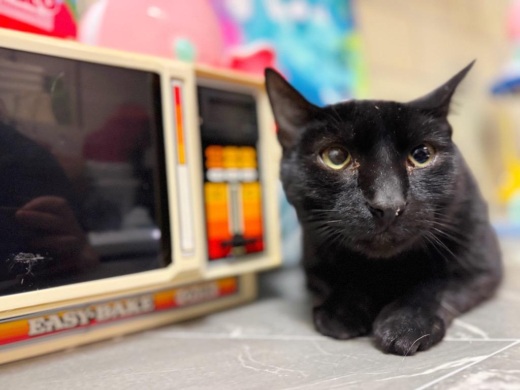 Enlarge Fridge, a Adoptable mixed breed in Effingham, IL image 3/4
