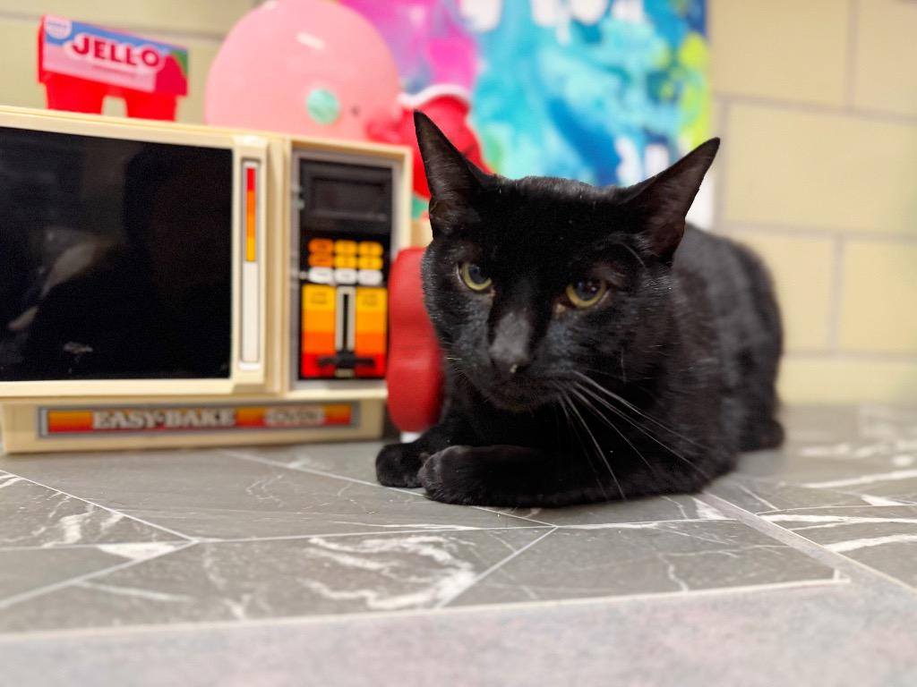 Enlarge Fridge, a Adoptable mixed breed in Effingham, IL image 4/4