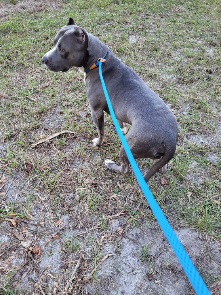 Artemis, Adoptable, Adult Male Pit Bull Terrier.