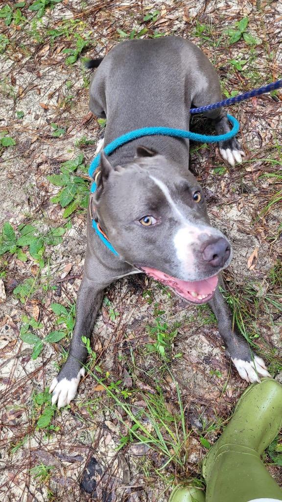 Enlarge Artemis, a Adoptable Pit Bull Terrier in Waynesville, GA image 2/6