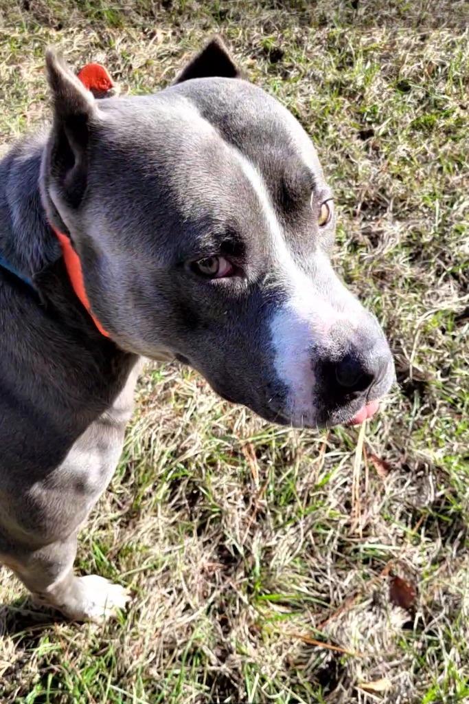 Enlarge Artemis, a Adoptable Pit Bull Terrier in Waynesville, GA image 3/6