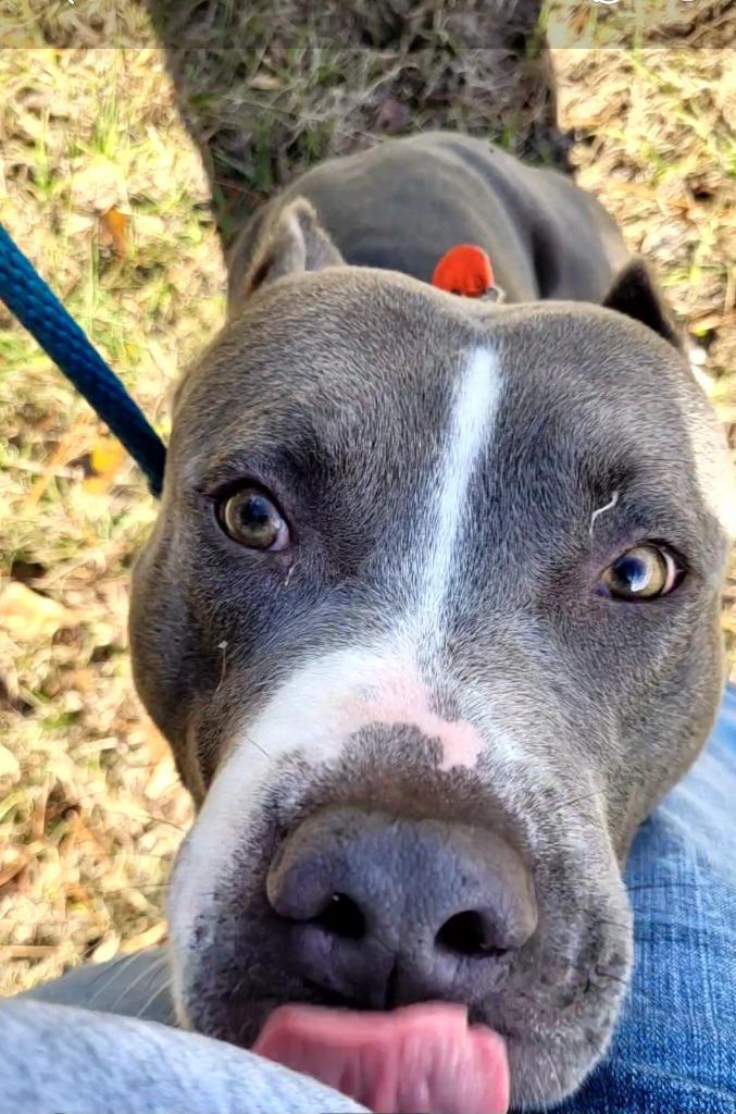 Enlarge Artemis, a Adoptable Pit Bull Terrier in Waynesville, GA image 5/6