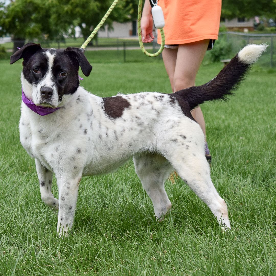 Ella, a Adoptable mixed breed in Huntley, IL image 2/6