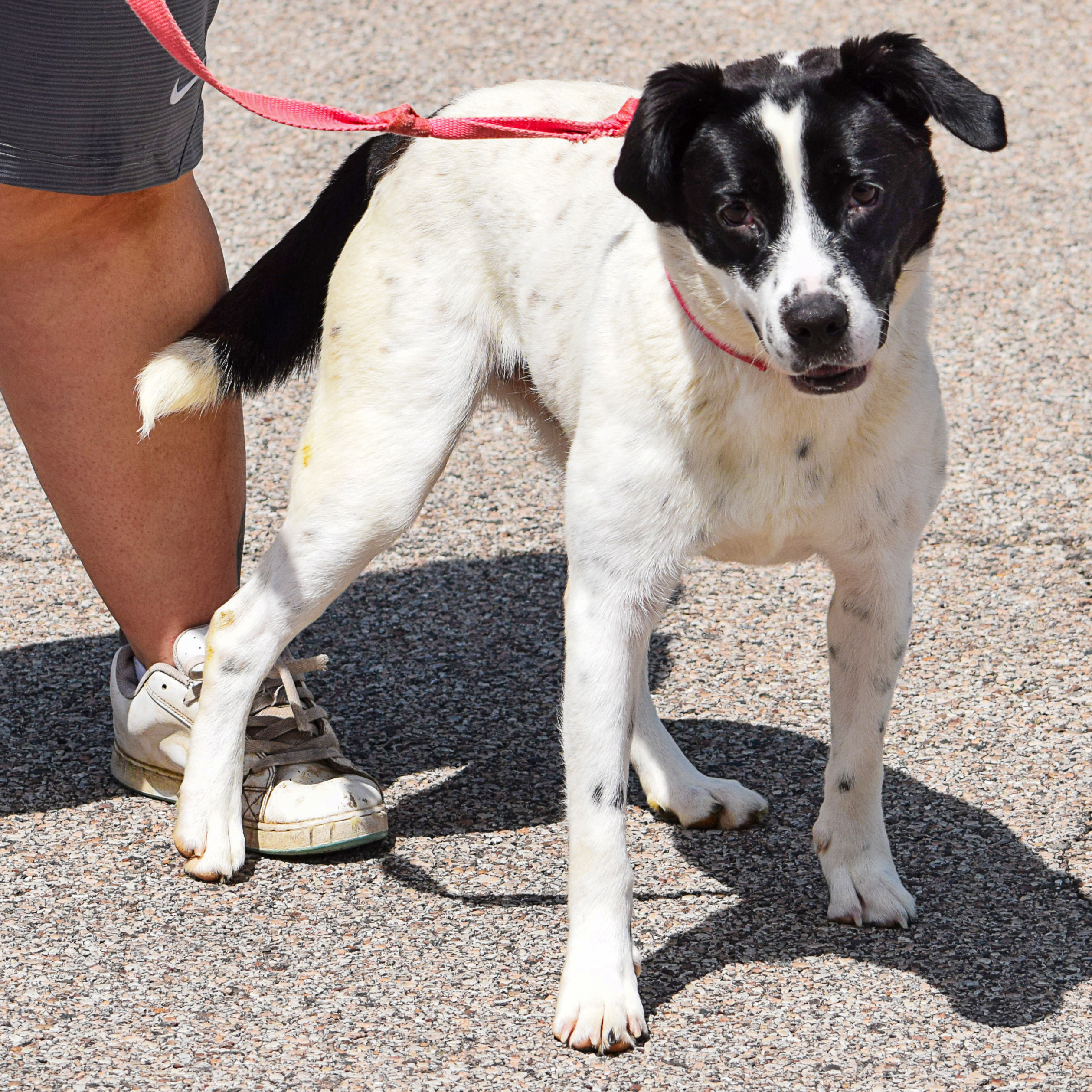 Ella, a Adoptable mixed breed in Huntley, IL image 3/6