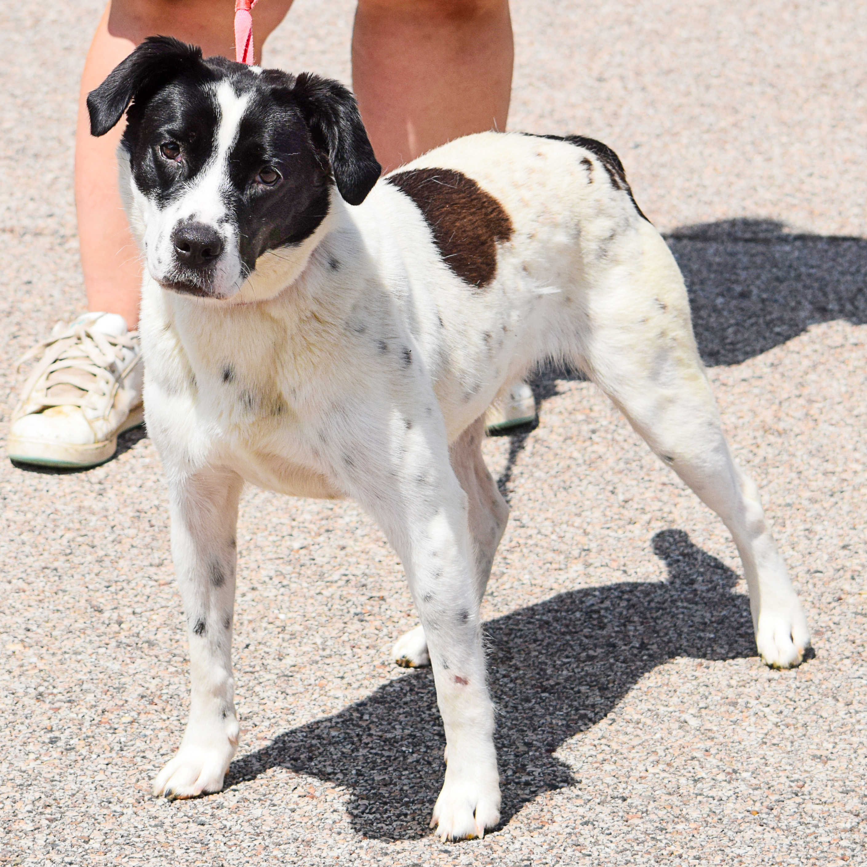 Ella, a Adoptable mixed breed in Huntley, IL image 4/6