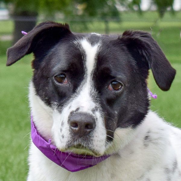Ella, a Adoptable mixed breed in Huntley, IL image 1/6