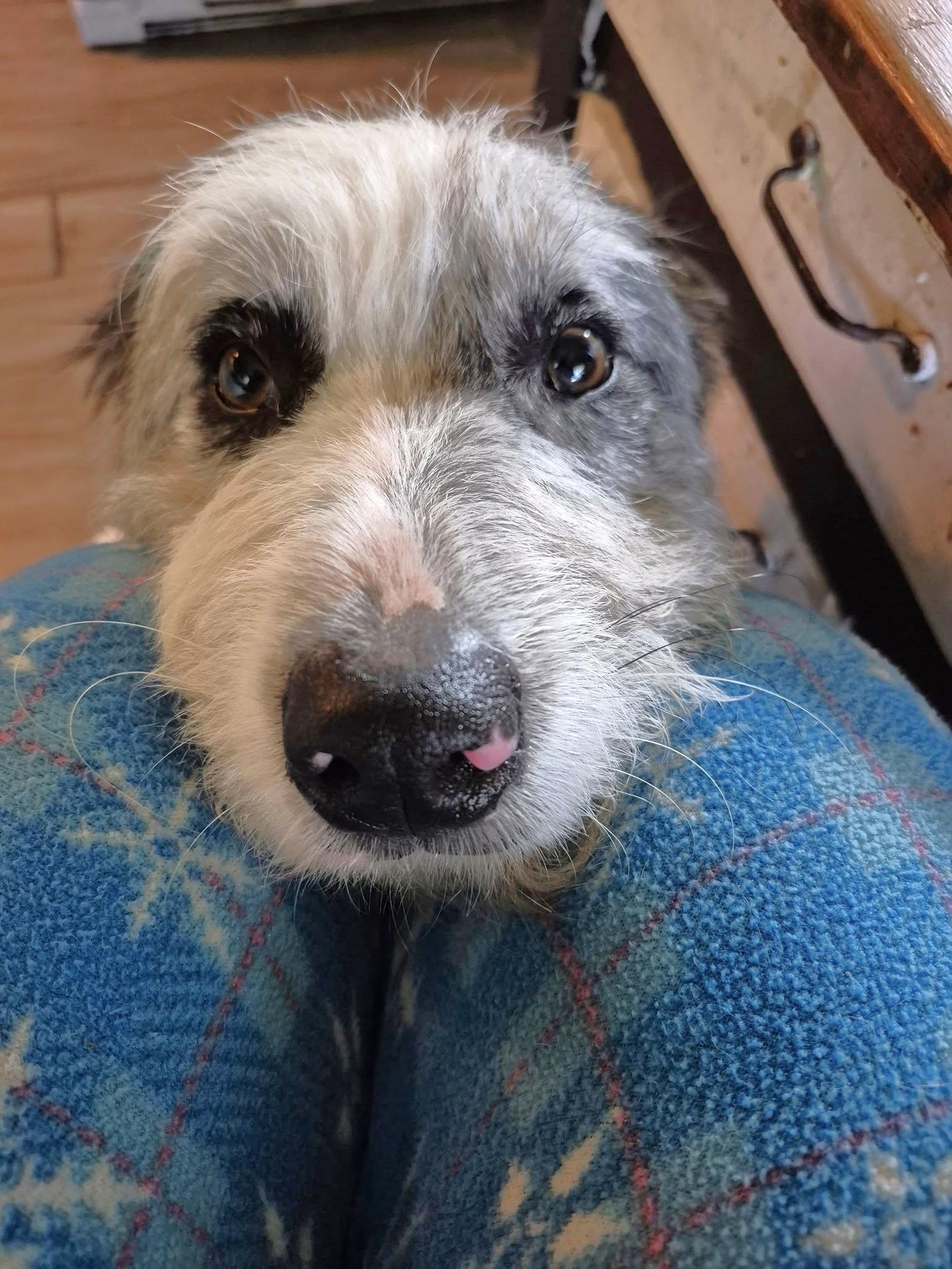 Enlarge Olive, a Adopted mixed breed in Oregon, WI image 5/5