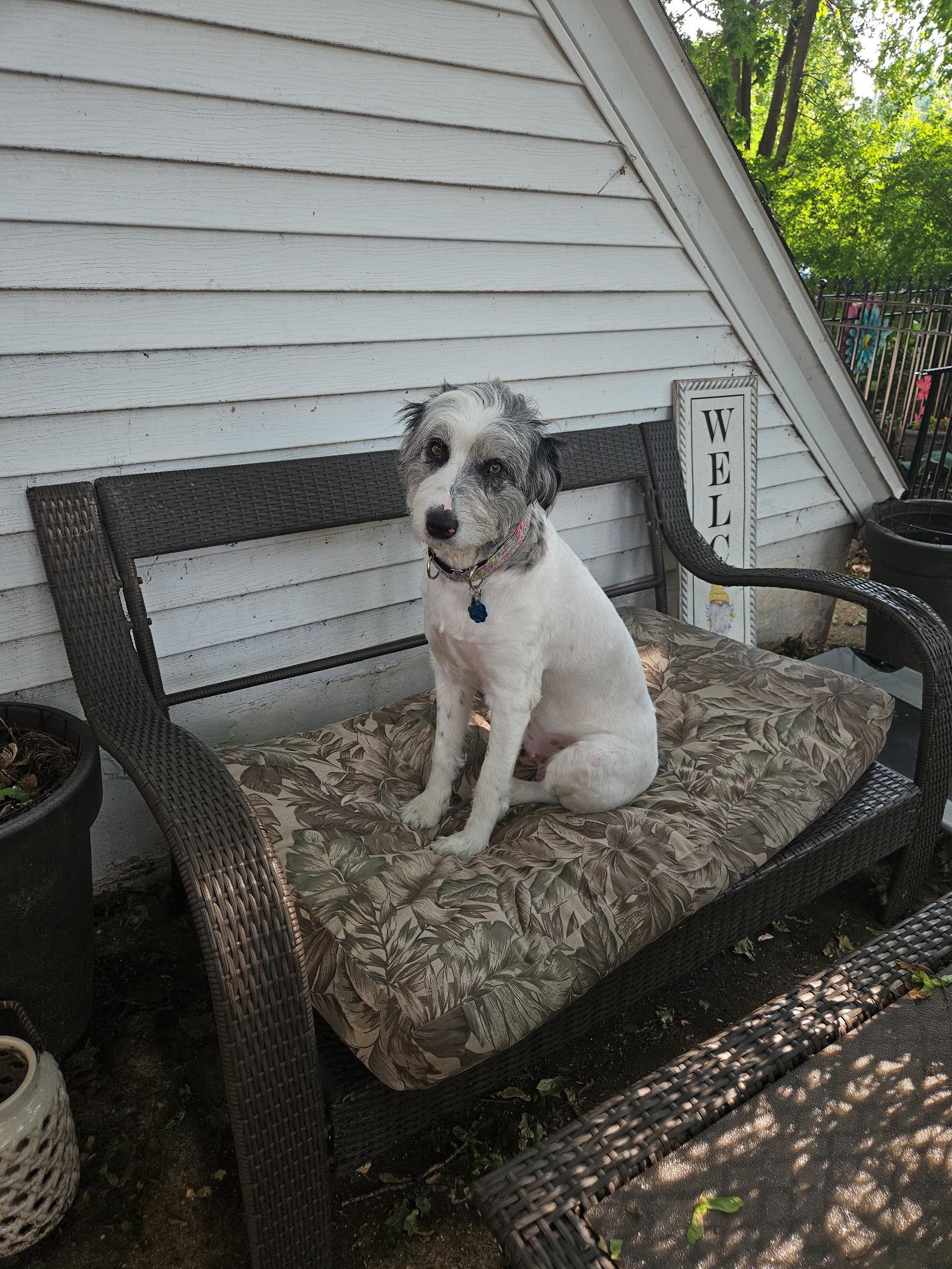 Enlarge Olive, a Adopted mixed breed in Oregon, WI image 4/5