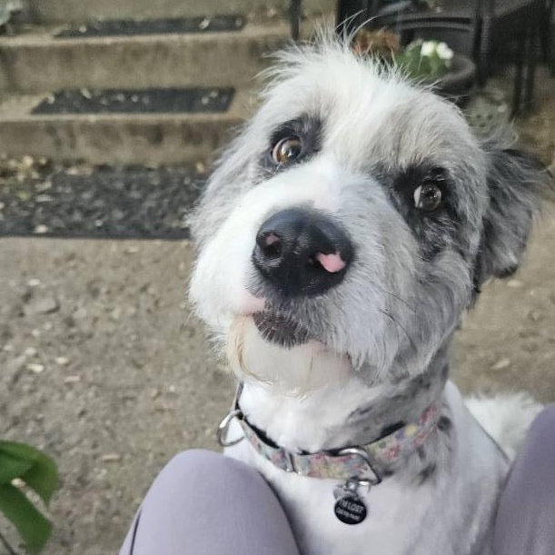 Enlarge Olive, a Adopted mixed breed in Oregon, WI image 3/5