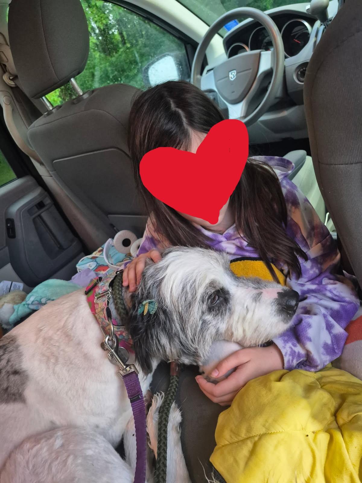 Enlarge Olive, a Adopted mixed breed in Oregon, WI image 2/5