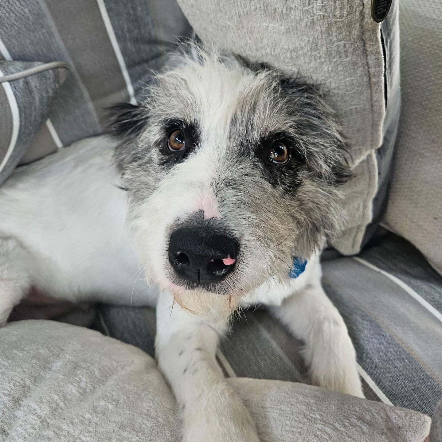 Olive, Adopted, Young Female Poodle & Australian Shepherd.