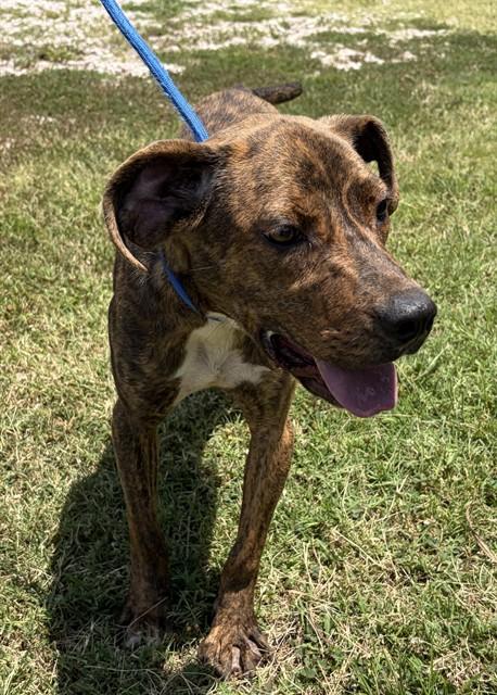 SWANN, Adoptable, Young Female American Staffordshire Terrier.