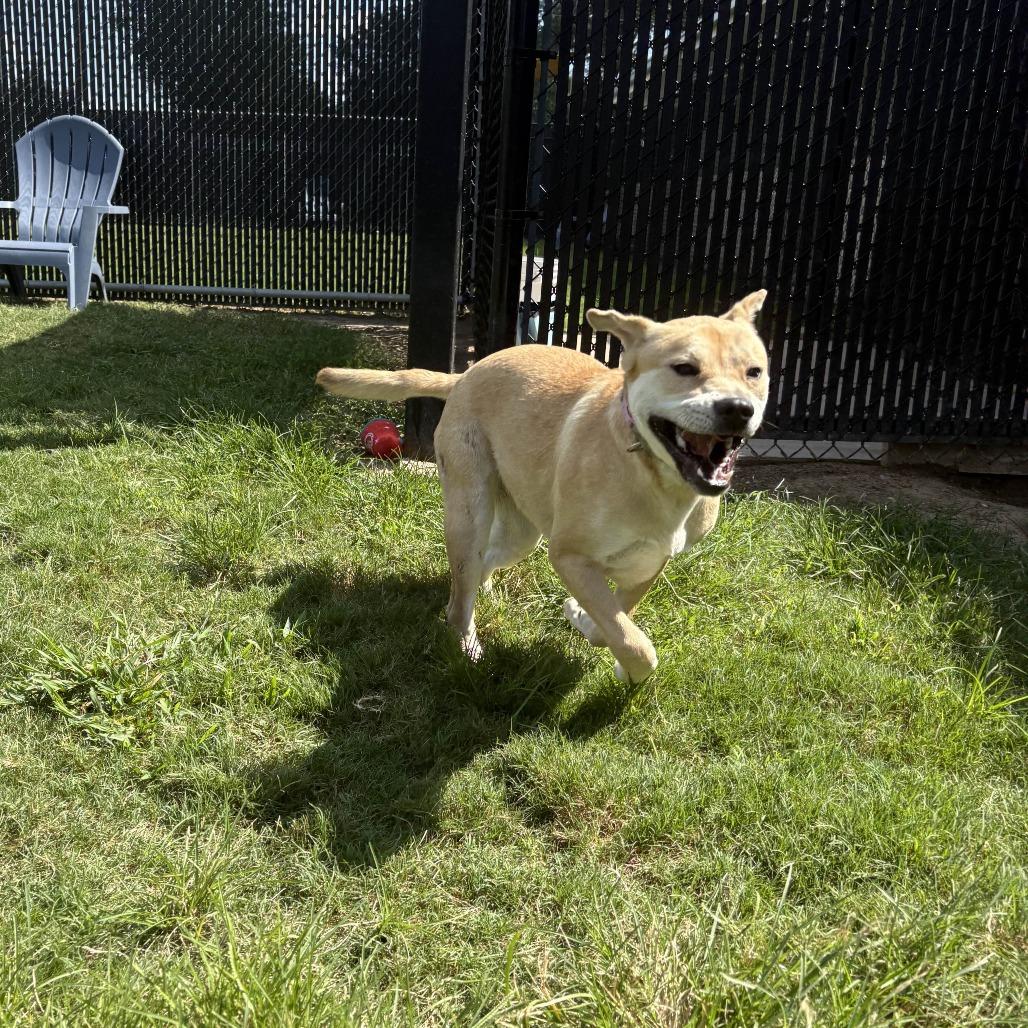 Moonbeam, Adoptable, Young Female Mixed Breed.