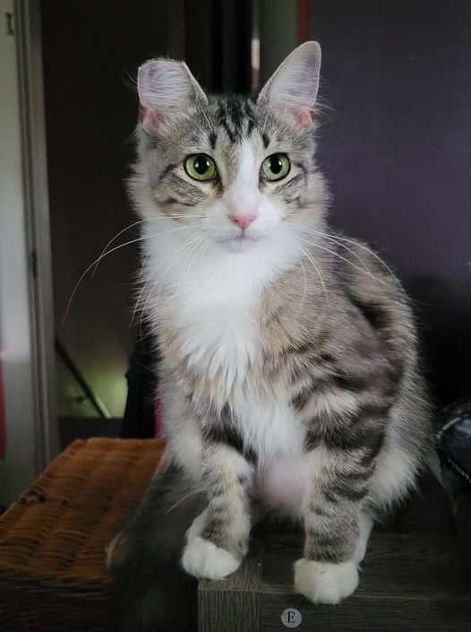 Enlarge Cecilia, a Adoptable mixed breed in Omaha, NE image 1/1