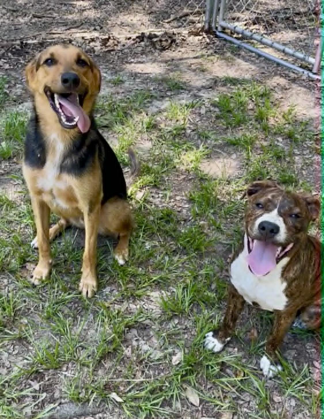 Enlarge Dunkin, a Adoptable mixed breed in Carlisle, PA image 5/6