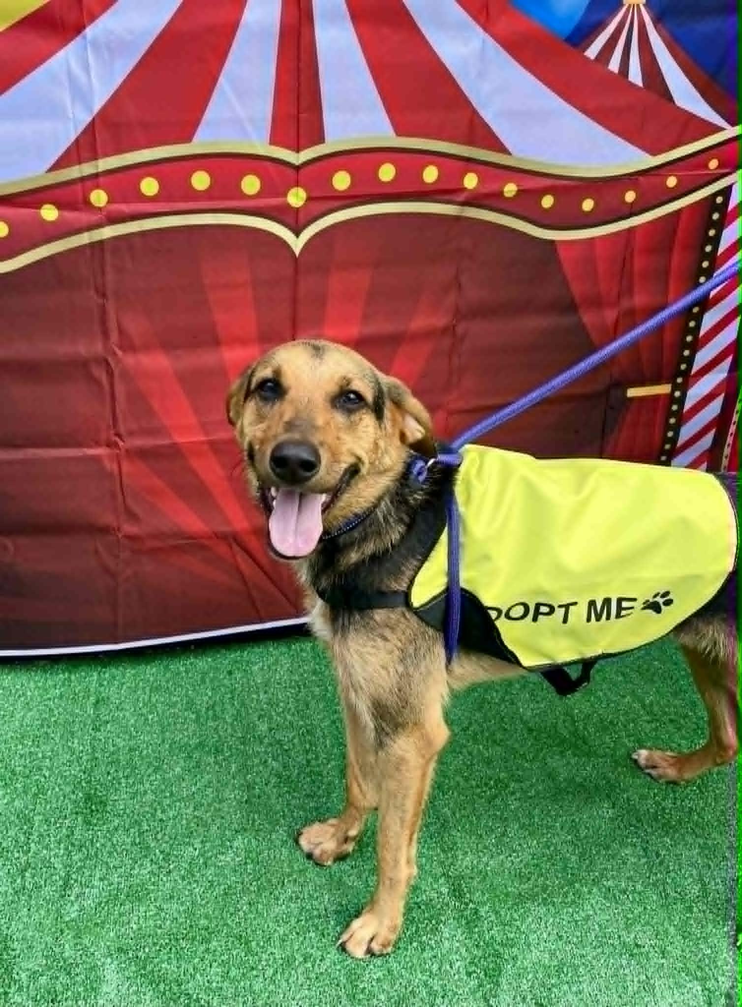 Dunkin, Adoptable, Young Male Shepherd.