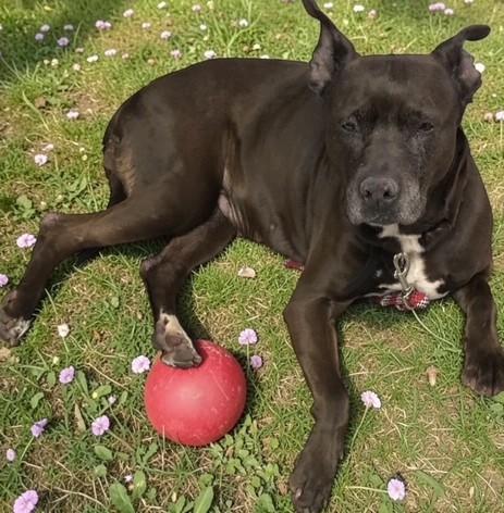 Bell, ADOPTABLE, Senior Female Mixed Breed.
