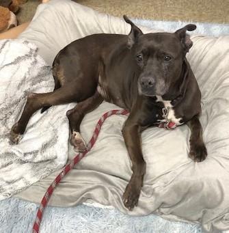 Bell, ADOPTABLE, Senior Female Mixed Breed.