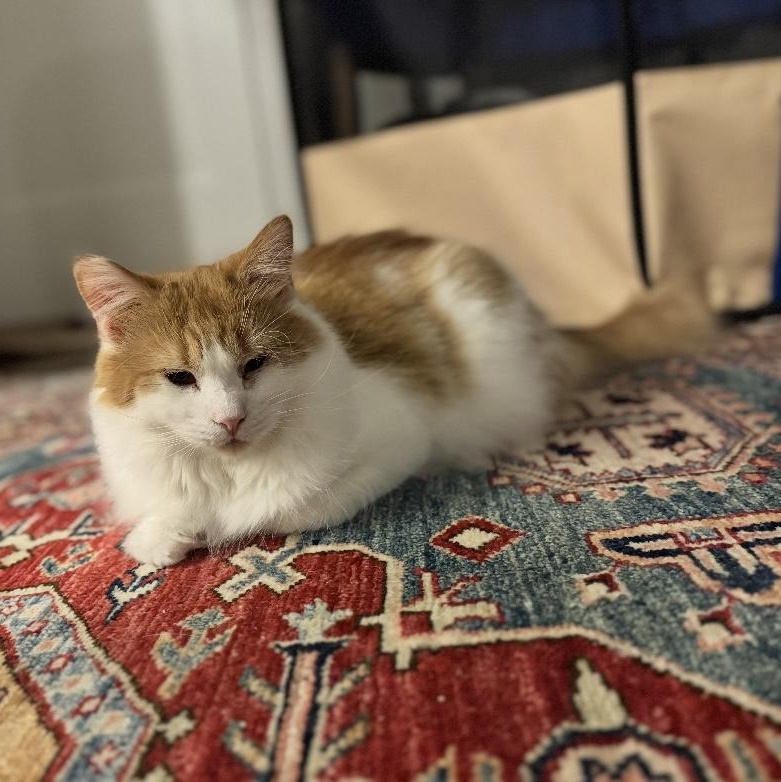 Enlarge Clair de Lune & Soleil (bonded pair), a Adoptable Domestic Medium Hair in Alexandria, VA image 5/6