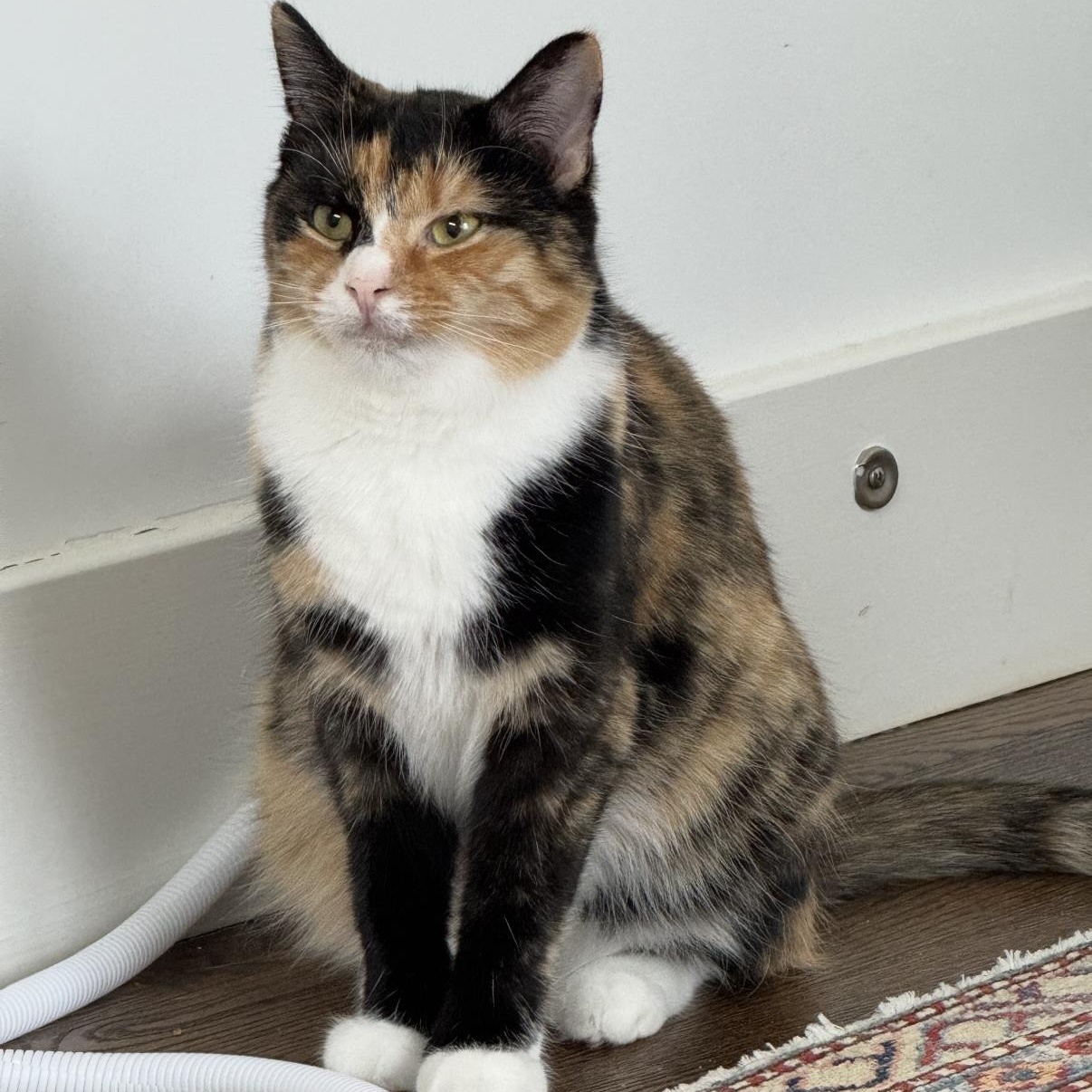 Enlarge Clair de Lune & Soleil (bonded pair), a Adoptable Domestic Medium Hair in Alexandria, VA image 6/6