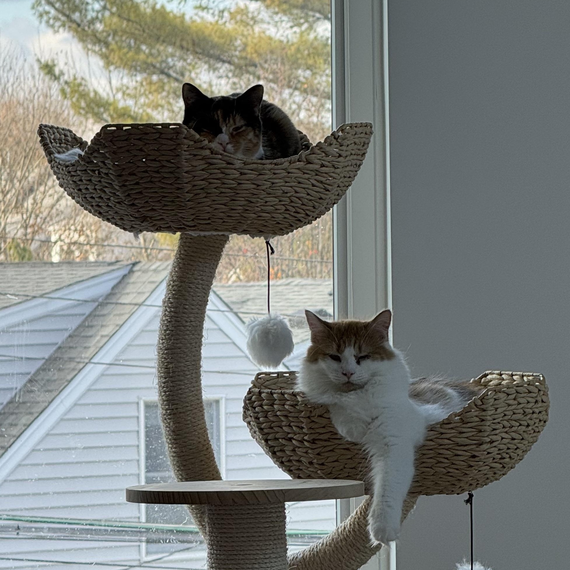 Enlarge Clair de Lune & Soleil (bonded pair), a Adoptable Domestic Medium Hair in Alexandria, VA image 2/6