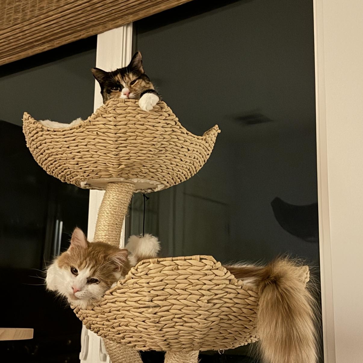 Enlarge Clair de Lune & Soleil (bonded pair), a Adoptable Domestic Medium Hair in Alexandria, VA image 3/6