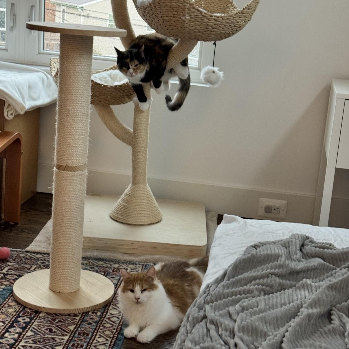 Enlarge Clair de Lune & Soleil (bonded pair), a Adoptable Domestic Medium Hair in Alexandria, VA image 4/6