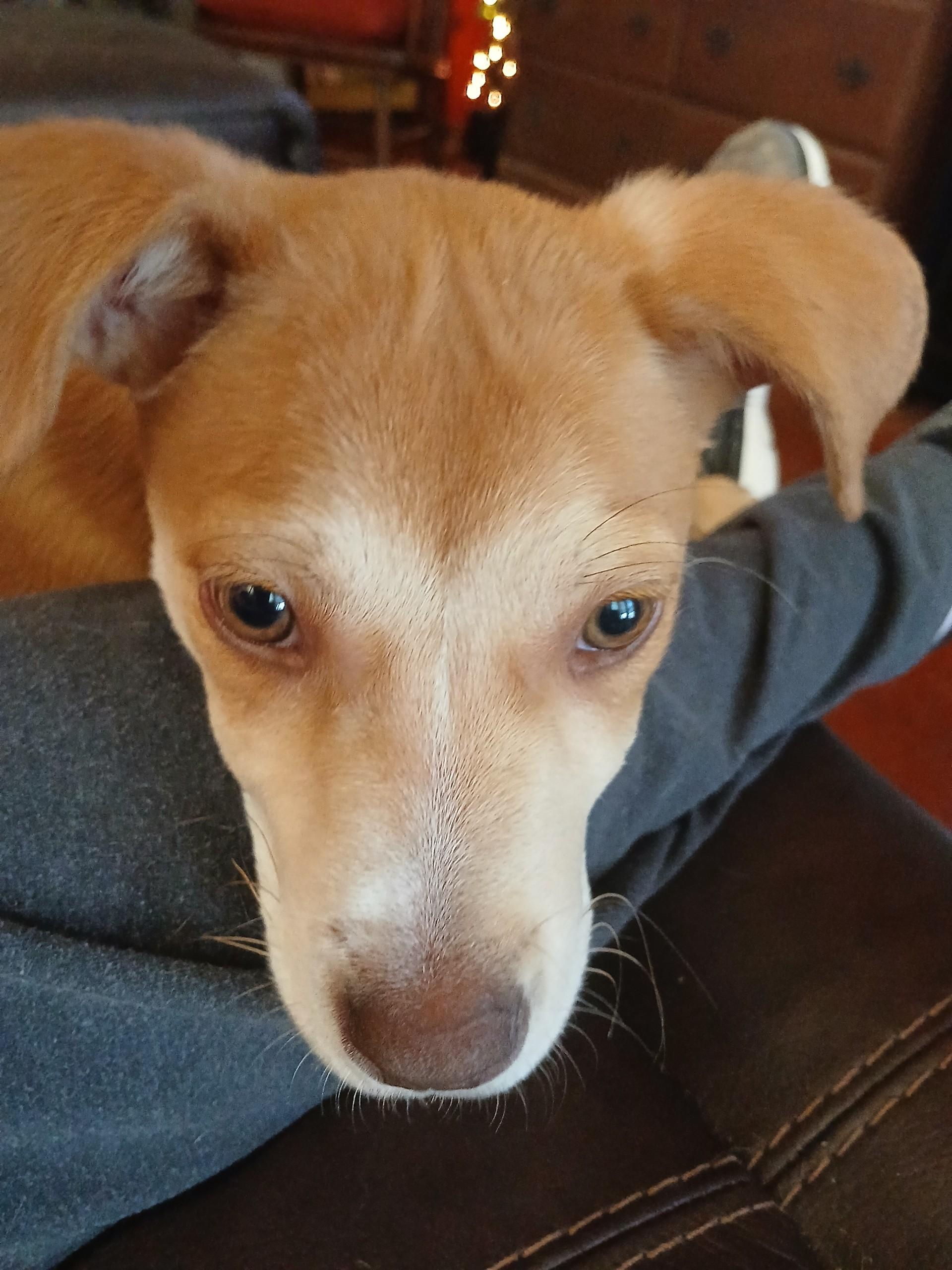 Enlarge Jolene (Lisa-fostered in TN), a Adoptable mixed breed in Warwick, RI image 2/6