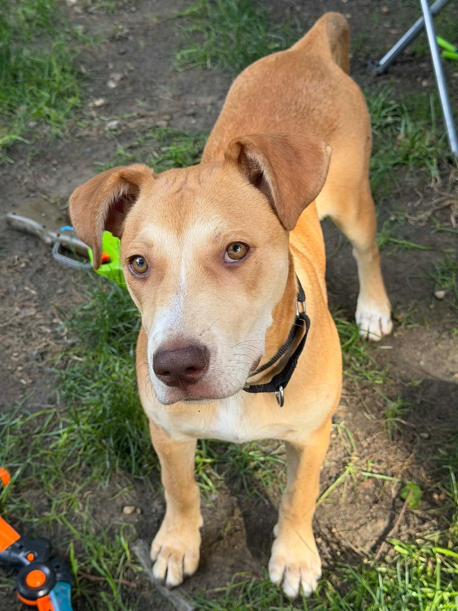 Enlarge Jolene (Nina-fostered in New England), a Adoptable mixed breed in Brooklyn, CT image 1/6