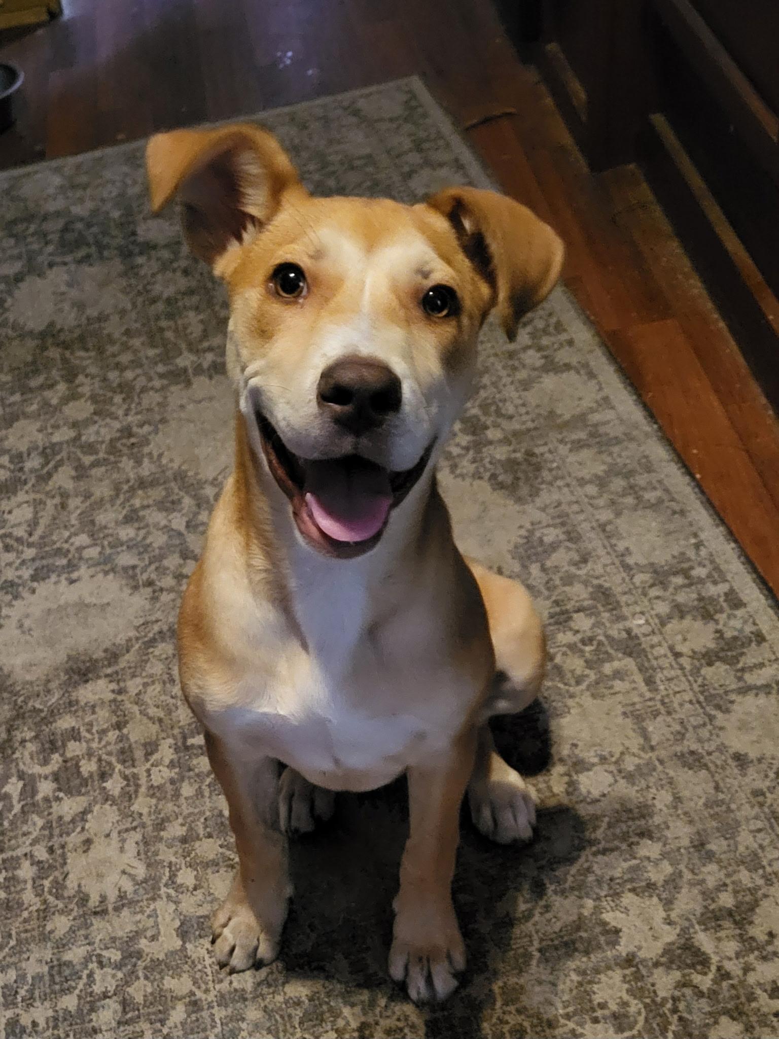 Jolene (Beth-fostered in New England), Adoptable, Puppy Female Pit Bull Terrier & Yellow Labrador Retriever.