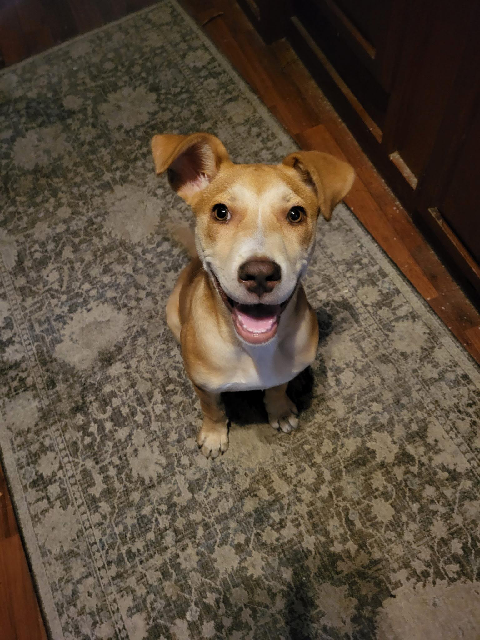 Enlarge Jolene (Beth-fostered in New England), a Adoptable mixed breed in Warwick, RI image 6/6