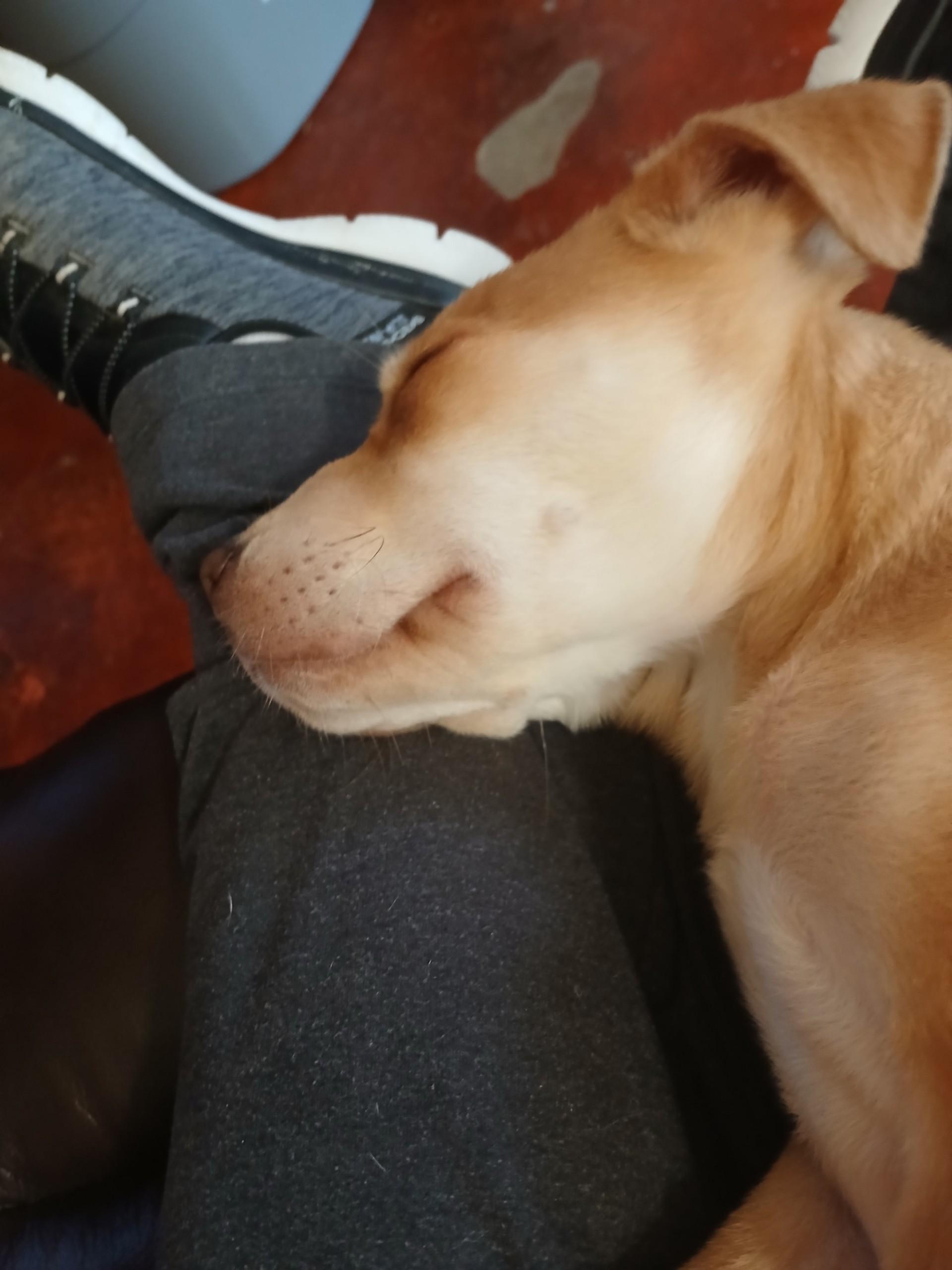 Enlarge Jolene (Lisa-fostered in TN), a Adoptable mixed breed in Warwick, RI image 3/6
