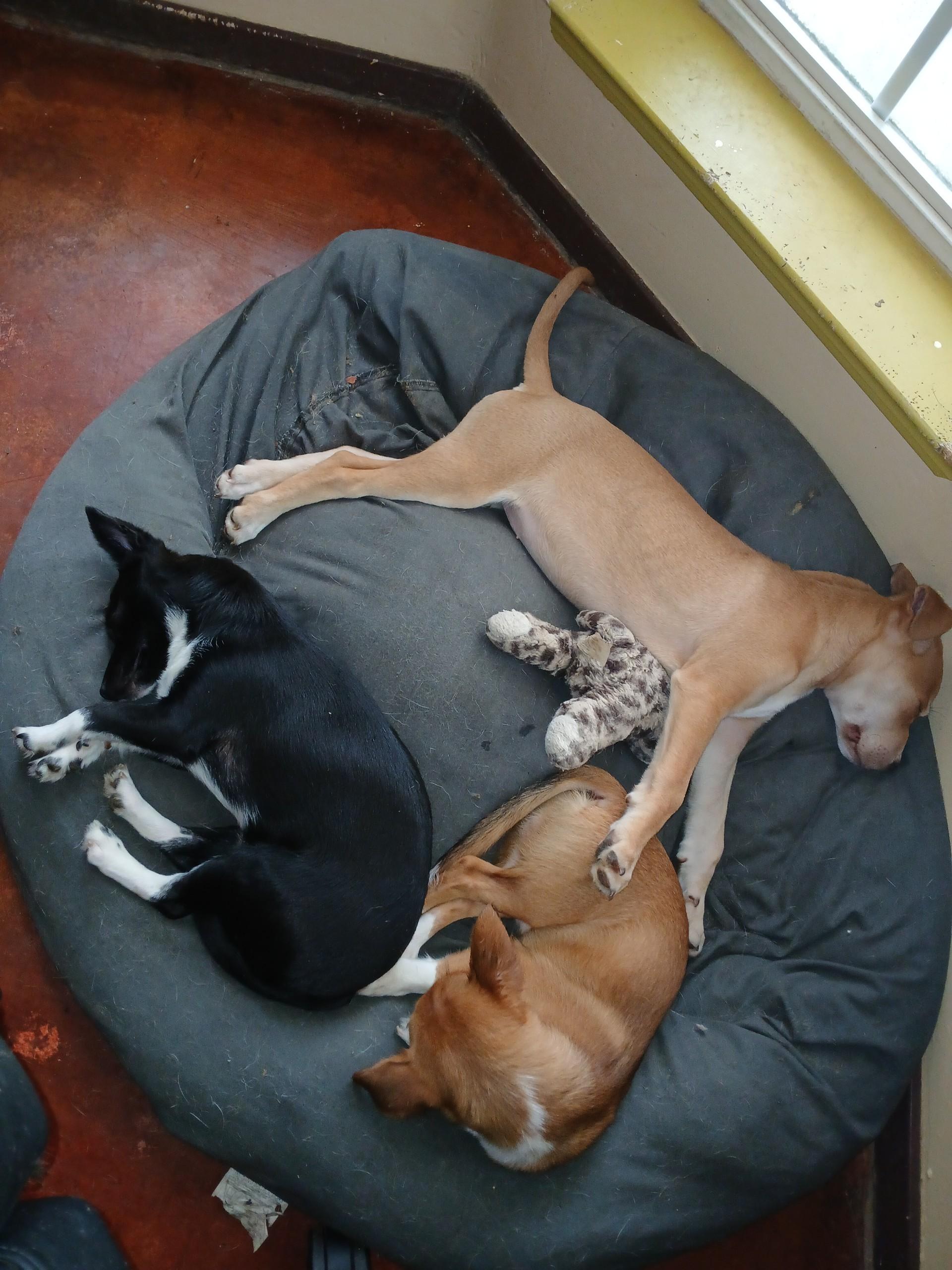 Enlarge Jolene (Lisa-fostered in TN), a Adoptable mixed breed in Warwick, RI image 6/6