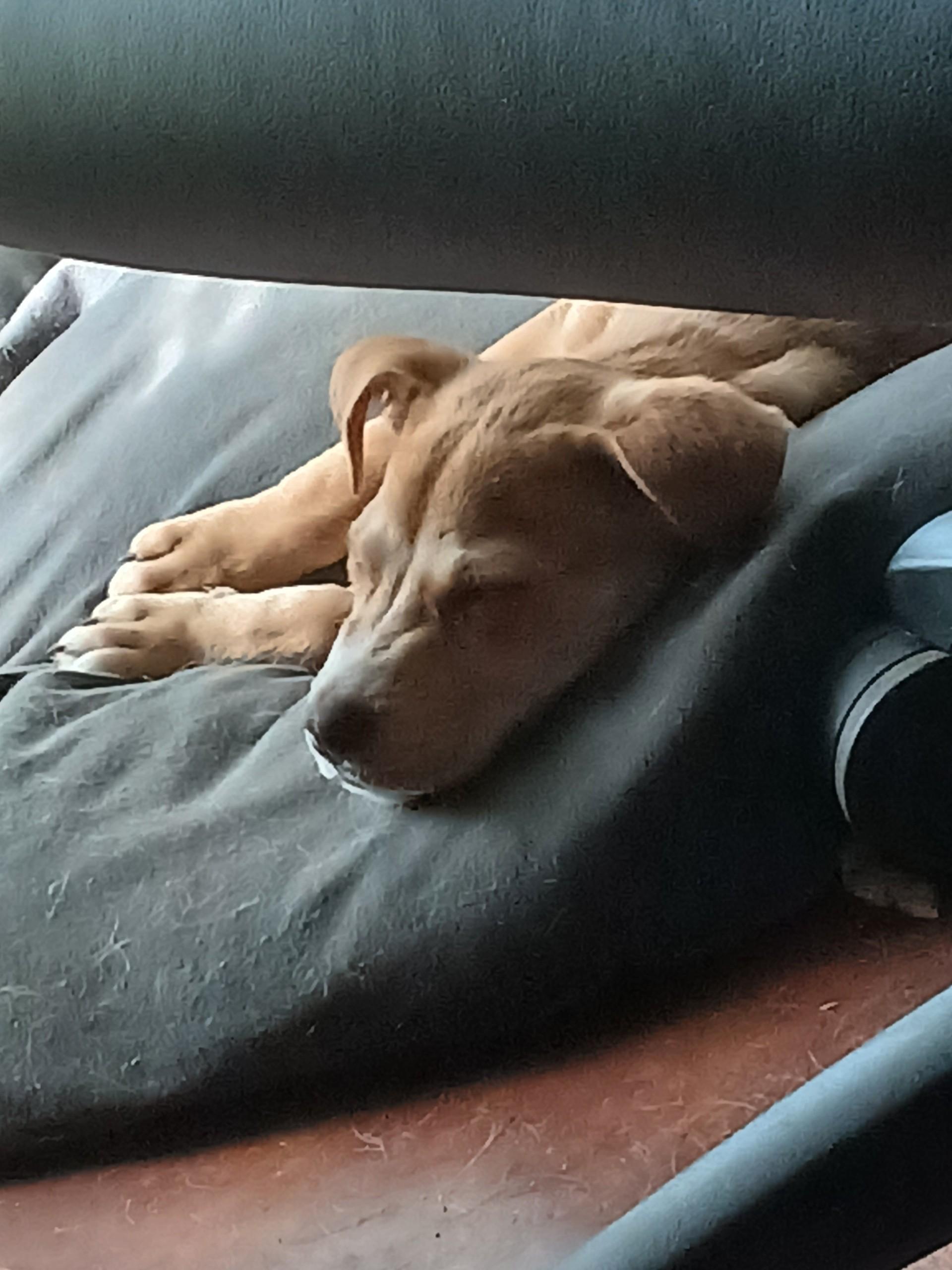 Enlarge Jolene (Lisa-fostered in TN), a Adoptable mixed breed in Warwick, RI image 4/6