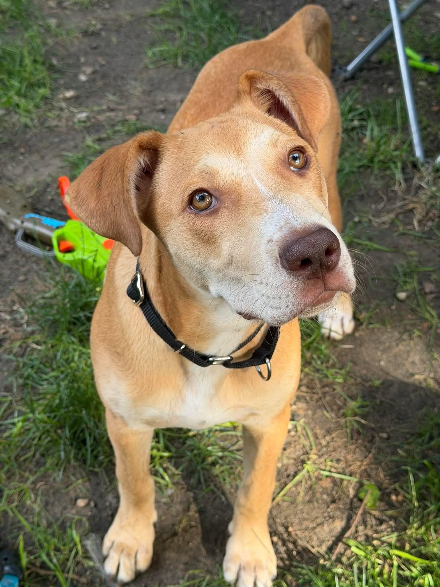 Enlarge Jolene (Nina-fostered in New England), a Adoptable mixed breed in Brooklyn, CT image 6/6