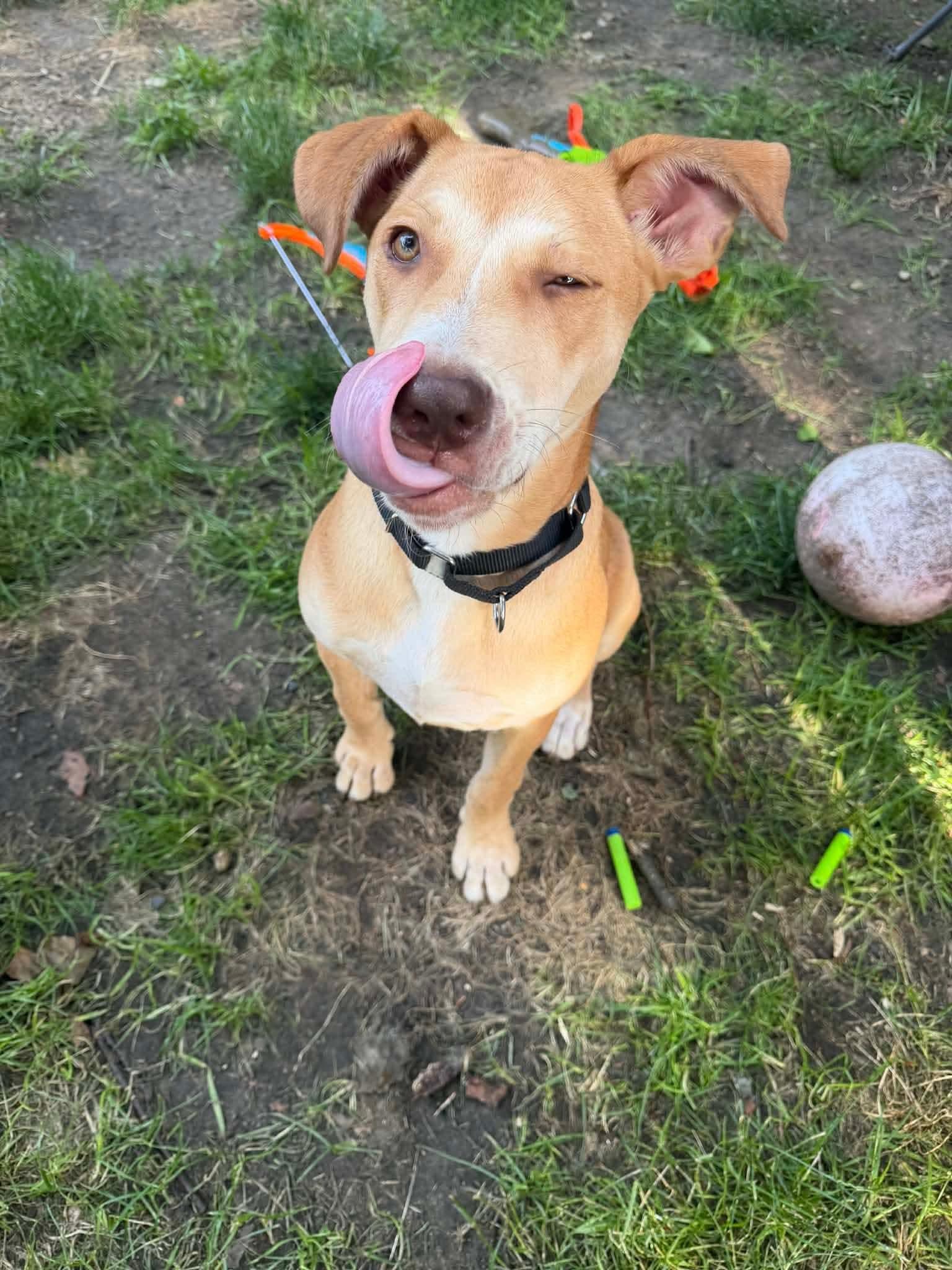 Enlarge Jolene (Nina-fostered in New England), a Adoptable mixed breed in Brooklyn, CT image 2/6