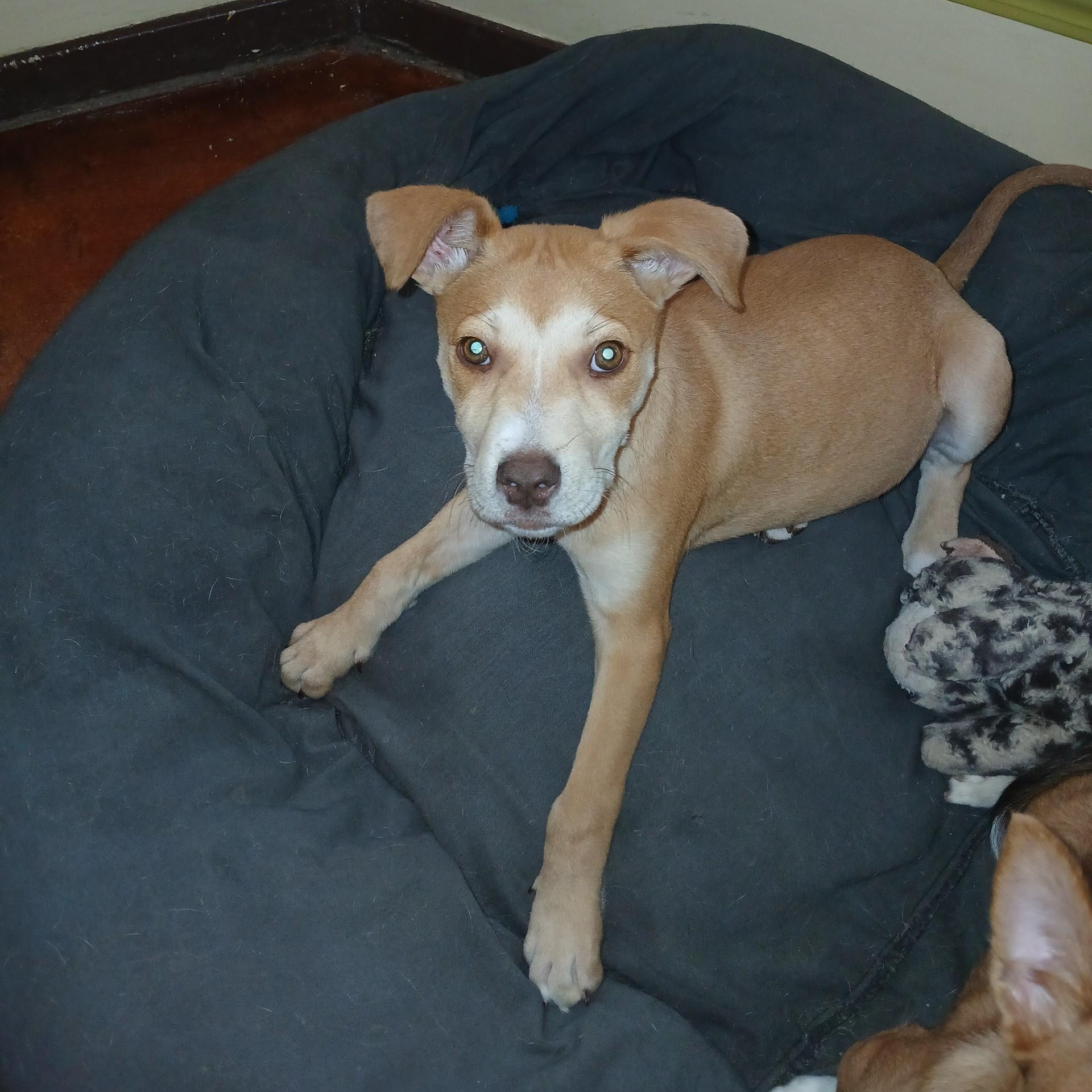 Enlarge Jolene (Lisa-fostered in TN), a Adoptable mixed breed in Warwick, RI image 1/6