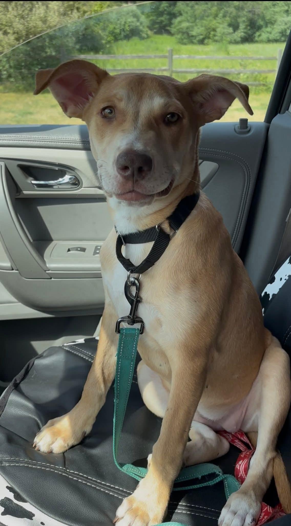 Enlarge Jolene (Nina-fostered in New England), a Adoptable mixed breed in Brooklyn, CT image 3/6