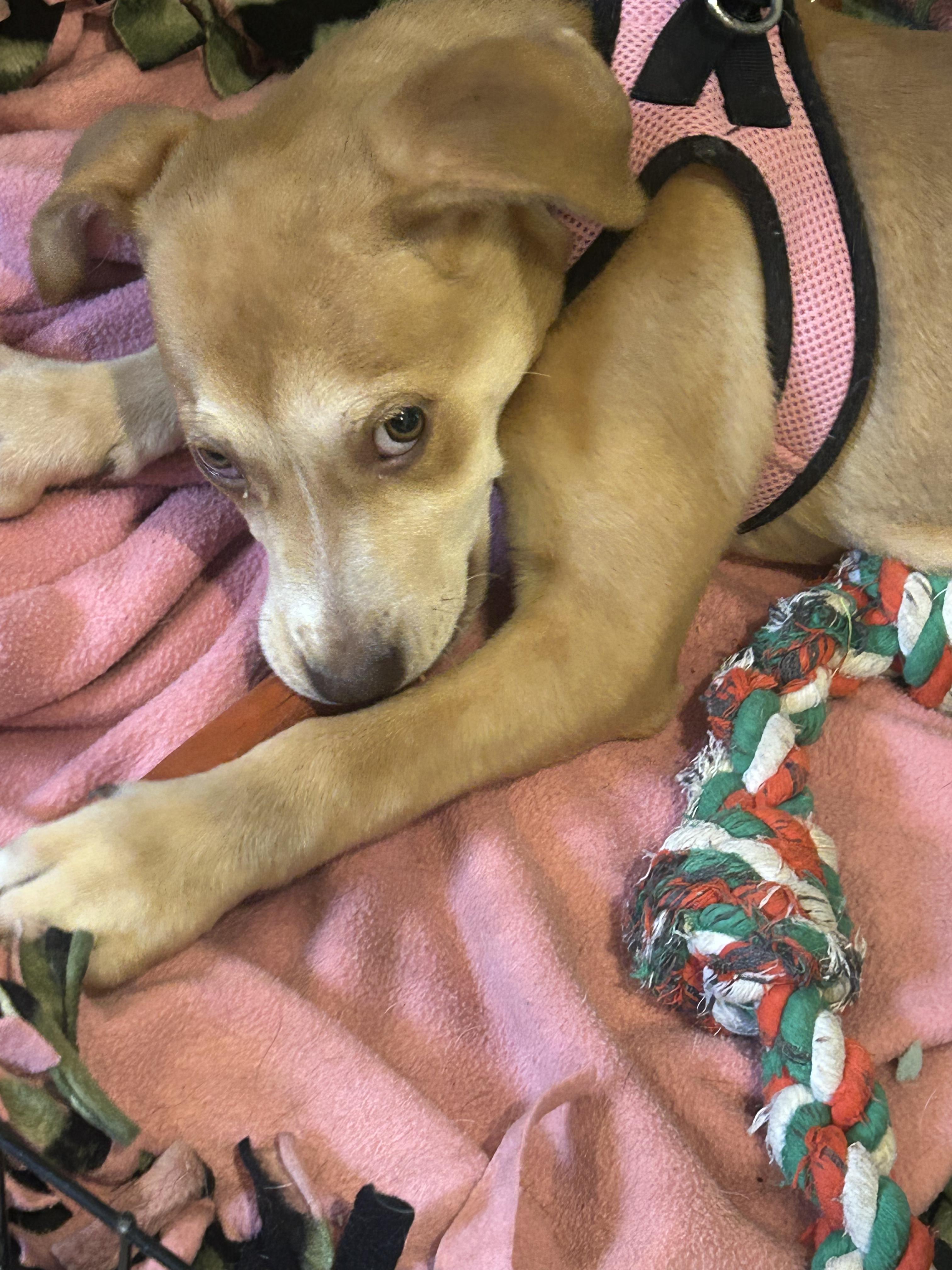 Enlarge Jolene (Beth-fostered in New England), a Adoptable mixed breed in Warwick, RI image 3/5